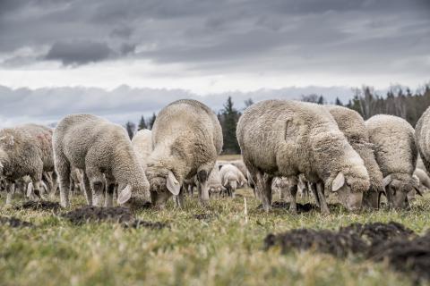 Schafe ziehen durch Sindlhausen