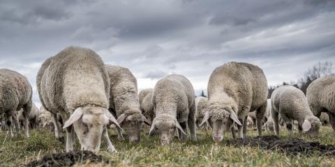 Schafe ziehen durch Sindlhausen