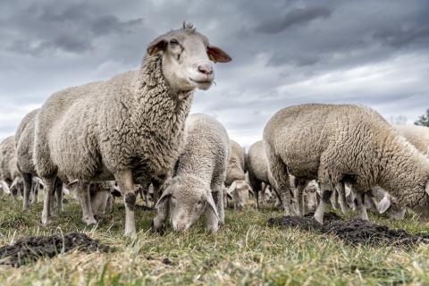 Schafe ziehen durch Sindlhausen